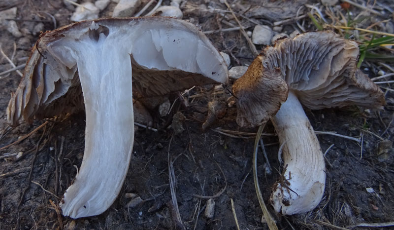 probabile......Tricholoma luridum